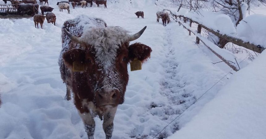 Kravy su v poriadku tvrdia statni veterinari ale realita je inak chybaju pristresky voda a lezoviska