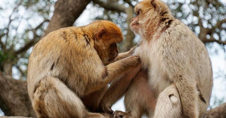 Moze mat homosexualne spravanie u primatov evolucny vyznam