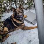 Po serii nonch krde zadrali policajti v Trebiove dvojicu pchateov