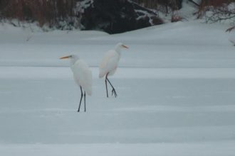 Zivot v blizkosti vodnych tokov neuticha ani pocas mrazov V Slovenskom krase pocitali vtaky Korzar Spis a Gemer SME