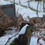 v Bojnickej zoo prijali dve mladata nasej vzacnej selmy ich navrat do prirody je otazny