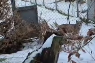 v Bojnickej zoo prijali dve mladata nasej vzacnej selmy ich navrat do prirody je otazny