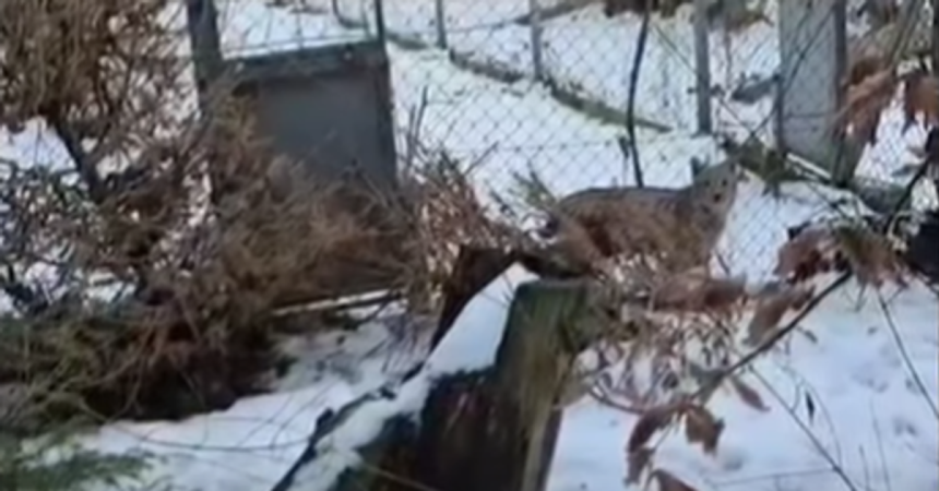 v Bojnickej zoo prijali dve mladata nasej vzacnej selmy ich navrat do prirody je otazny