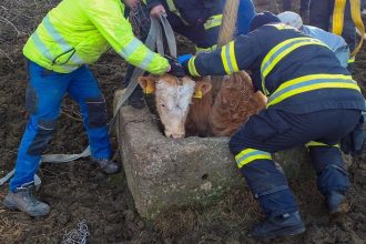 Byk spadol do sachty museli ho vytiahnut hasici