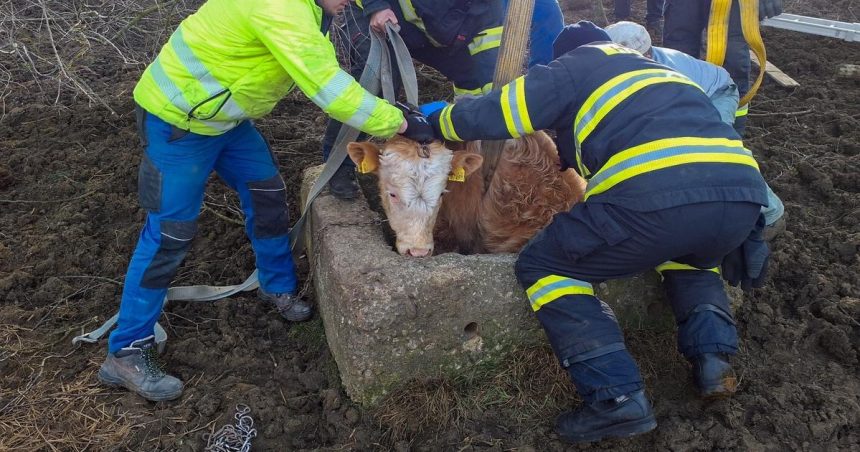Byk spadol do sachty museli ho vytiahnut hasici