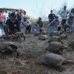Na ostrov v Galapagoch sa po sto rokoch vratili vyhinute slonie korytnacky