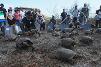 Na ostrov v Galapagoch sa po sto rokoch vratili vyhinute slonie korytnacky
