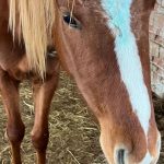 Nedaleko Filakova zachranili kona pred peklom Bol podvyziveny a mal vaznu ranu na hlave