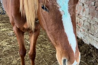 Nedaleko Filakova zachranili kona pred peklom Bol podvyziveny a mal vaznu ranu na hlave