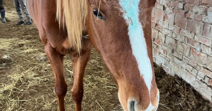 Nedaleko Filakova zachranili kona pred peklom Bol podvyziveny a mal vaznu ranu na hlave