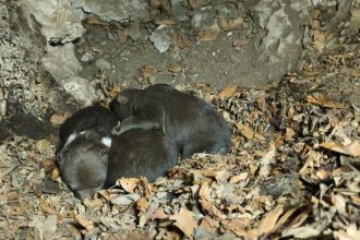 Osirele medviedata z Velkej Fatry bojuju o prezitie Utoku medvedice sa dalo vyhnut tvrdi Balaz