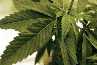 Severomacedonska policia zadrzala 40 ton nelegalnej marihuany