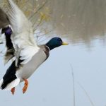 V prazskej zoo bola potvrdena vtacia chripka budu platit mimoriadne opatrenia