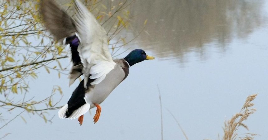 V prazskej zoo bola potvrdena vtacia chripka budu platit mimoriadne opatrenia
