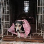 Vojna na Ukrajine meni psy na fronte Zacina uz sa coraz viac podobat na divoke jedince