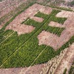 rarita o ktorej ste zrejme netusili statny znak v horovciach zasadil zanieteny dobrovolnik