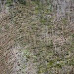 Ako svet prichadza o vzacnych ludi