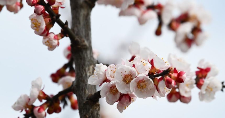 Marhula v slovenskych klimatickych podmienkach zacina kvitnut coraz skor