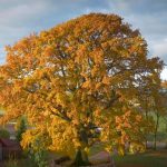 Plan jablon zo Slovenska je druha Europsky strom roka kedysi uprednostnoval velke krajiny