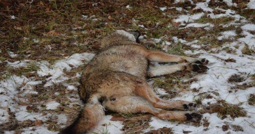 Polovnik dostal pokutu 20 eur za nezakonny odstrel vlka Ochrancovia Je to vysmech