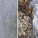 Rieky su plne nebezpecnych chemikalii kontaminacia ma jasny povod ich cistenim sa zaobera aj stat