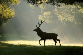 Som vegetarianka Ale jem jelea