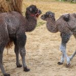 V bratislavskej ZOO sa narodili tri mladatata tyavy bactrianskej