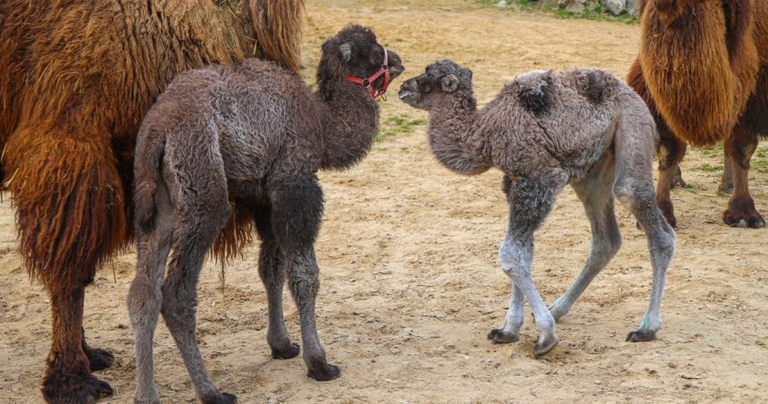 V bratislavskej ZOO sa narodili tri mladatata tyavy bactrianskej