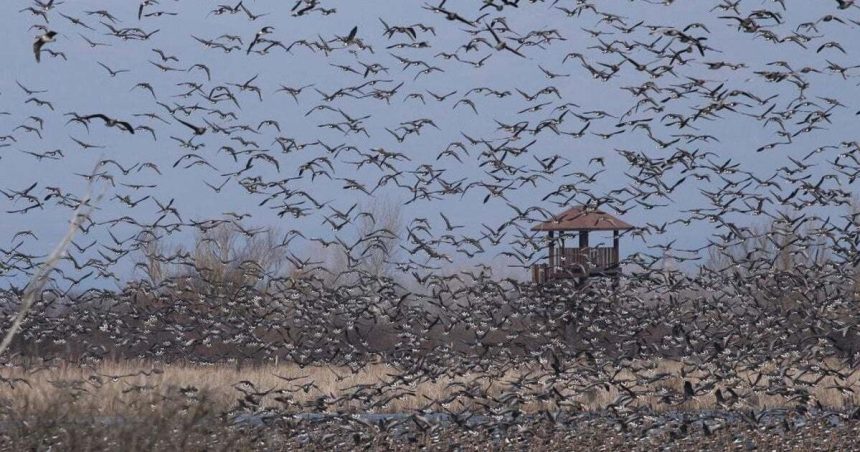 Vitanie zeriavov v Sennom bude oslavou storocnice organizovanej ochrany vtactva