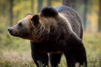 pri domoch v mnichovej lehote bol zaznamenany medved obec varuje obyvatelov