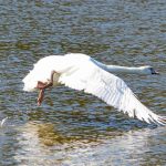 zranene mladata vzacneho druhu labute bolo zachranene a vypustene na hornej nitre