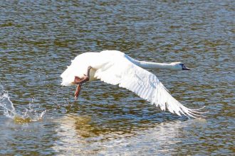 zranene mladata vzacneho druhu labute bolo zachranene a vypustene na hornej nitre