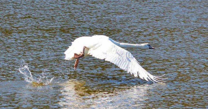 zranene mladata vzacneho druhu labute bolo zachranene a vypustene na hornej nitre