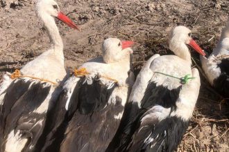 zviazane a urcene na zjedenie aj slovenske bociany su v afrike obetou vojna a hladomoru