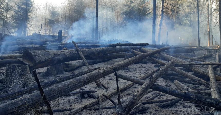 Do likvidacie lesneho poziaru v Ceskom Svajciarsku bolo povolanych 500 hasicov