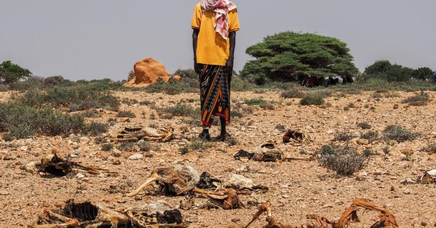 Sucho a vysoke ceny potravin prehlbuju hladomor v Somalsku