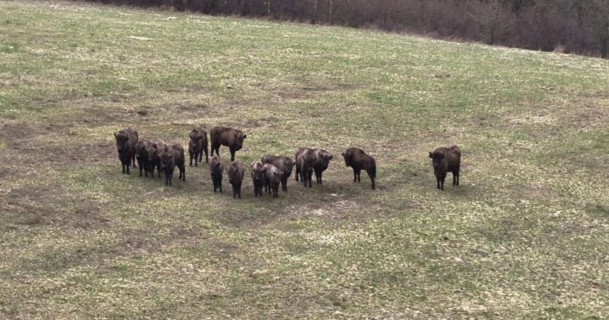 Kazdy samec ma svoje teritorium Zubry v Poloninach hladaju tien a vyssie polohy pocas horucav