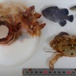 Uviazol v plastovej pasci vedci nasli ziveho kraba ktory sa vyvinul v odhodennej flasi