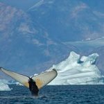 Masy velryb smeruju na spolocne hostiny az za polarne kruh Cestu im uvolnuje ubudajuci lad