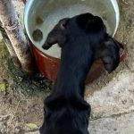 Nechal psa vyhladovat sud ho poslal do vazenia zubozened zviera zachranil majitel domu ked si ho vsimol v okne