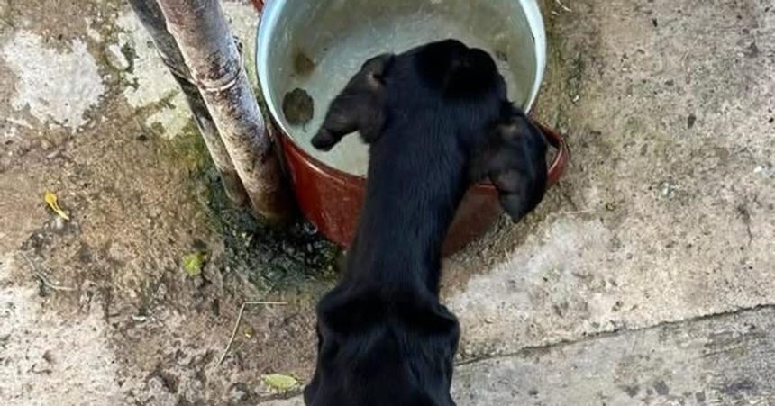 Nechal psa vyhladovat sud ho poslal do vazenia zubozened zviera zachranil majitel domu ked si ho vsimol v okne