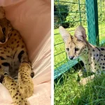 Afrického kocúra Kofiho vyhnali z mesta. Poslanci sa obávajú, že príde krokodíl