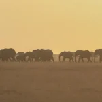 Botswana plánuje odstrel 23 slonov v rámci regulácie populácie