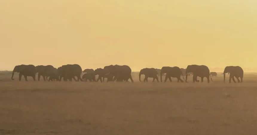 Botswana plánuje odstrel 23 slonov v rámci regulácie populácie