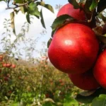 Ovocinári a zeleninári v EÚ zápasia s veľkými obchodníkmi a zložitými predpismi