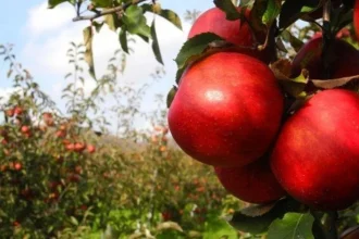 Ovocinári a zeleninári v EÚ zápasia s veľkými obchodníkmi a zložitými predpismi