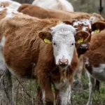 Sucho prechádza z polí do maštalí. Farmári predávajú zvieratá, pocítia to aj pulty