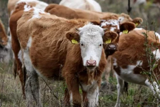 Sucho prechádza z polí do maštalí. Farmári predávajú zvieratá, pocítia to aj pulty