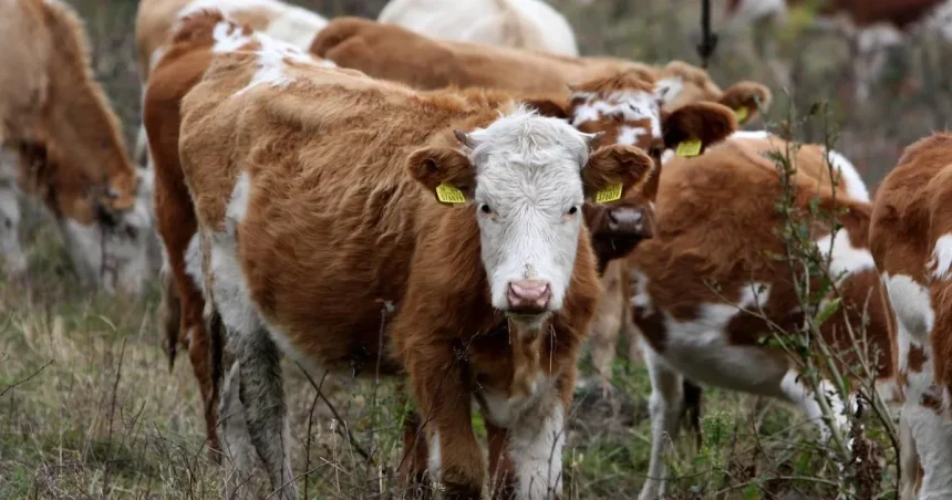 Sucho prechádza z polí do maštalí. Farmári predávajú zvieratá, pocítia to aj pulty
