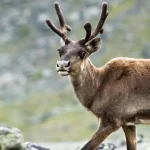 Švédska štátna komisia odporúča vláde prijať opatrenia